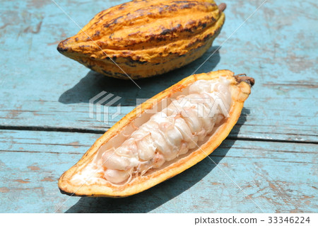 Cacao in Guatemala / Cacao in Guatemala 33346224