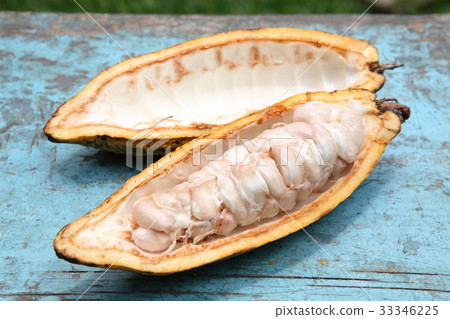 危地馬拉的可可/危地馬拉的可可 33346225