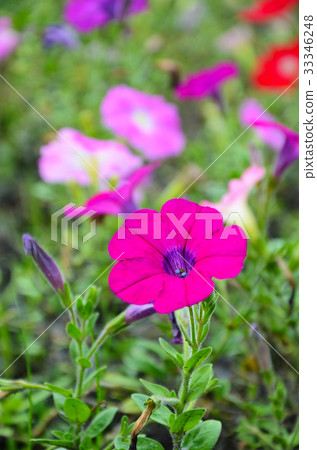 矮牛花,花 33346248