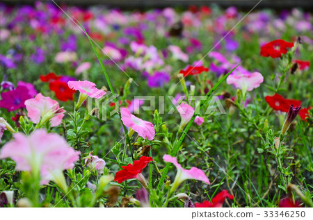 矮牛花,花 矮牛花,花 33346250