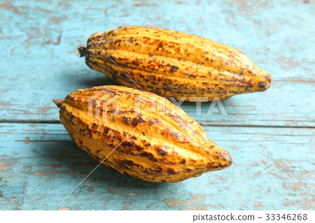 Cacao in Guatemala / Cacao in Guatemala 33346268