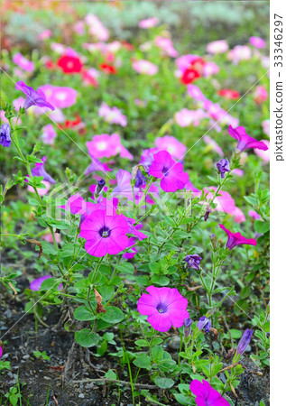 矮牛花,花 33346297