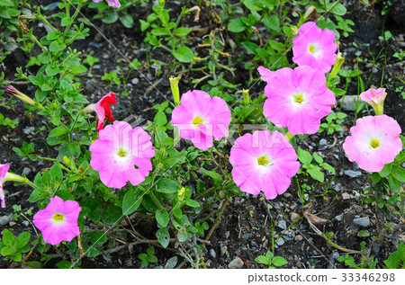 矮牛花,花 矮牛花,花 33346298