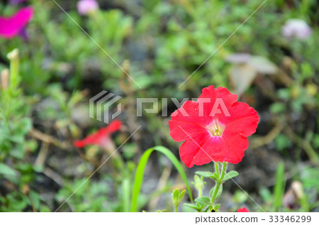 矮牛花,花 33346299