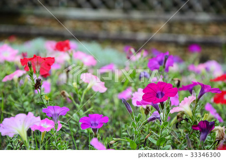 矮牛花,花 矮牛花,花 33346300