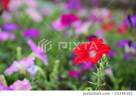 矮牛花,花 33346301