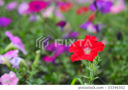 矮牛花,花 33346302