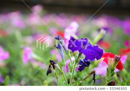 矮牛花,花 矮牛花,花 33346303