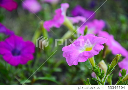 矮牛花,花 33346304