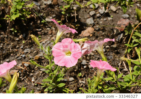 矮牛花,花 33346327