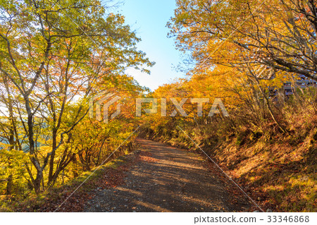 Kamori Forest Road 33346868