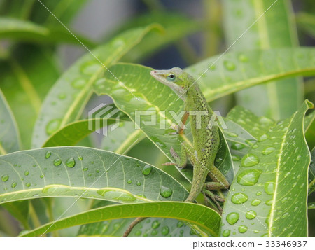 Green anol Green anol 33346937