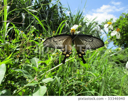 麝鳳蝶 33346940