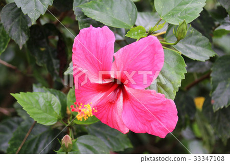 Hibiscus flower 33347108