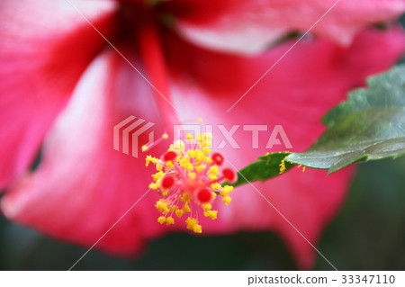 Hibiscus flower 33347110