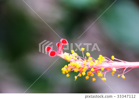 Hibiscus flower 33347112