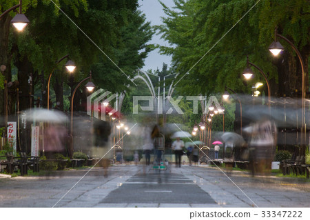 Rainy light hill park, nightfall of Ginkgo trees 33347222