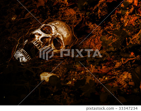 In front of human skull buried in the soil In front of human skull buried in the soil 33347234