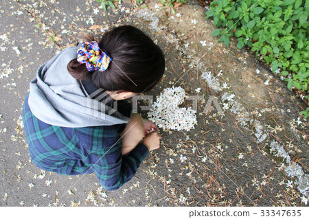 Tung tree flower 33347635