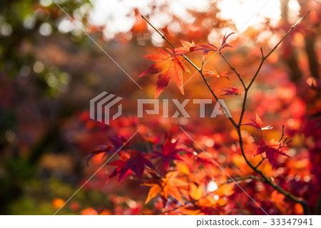 Maple leaves with foliage bokeh background Maple leaves with foliage bokeh background 33347941