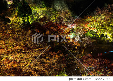 Light up Fall foliage colors at night Light up Fall foliage colors at night 33347942