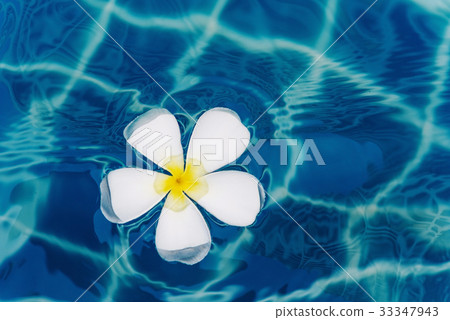 fringipani flower on water, Spa pool fringipani flower on water, Spa pool 33347943