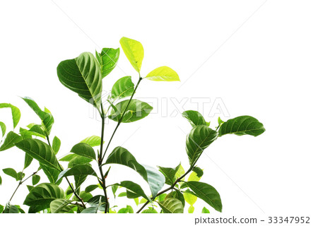 leech lime leaf tree isolated on white 33347952