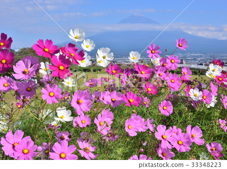 Cosmos and Mt. Fuji-223801 33348223