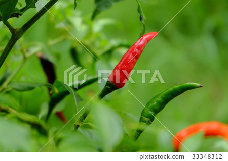 Chili in garden organic Chili in garden organic 33348312