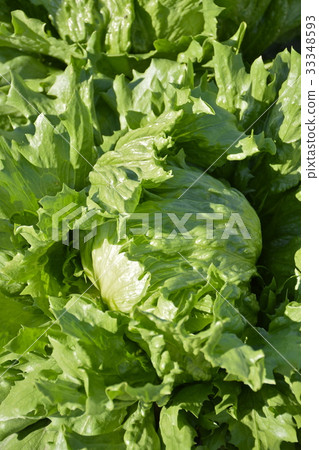 Fresh Lettuce Fresh Lettuce 33348593