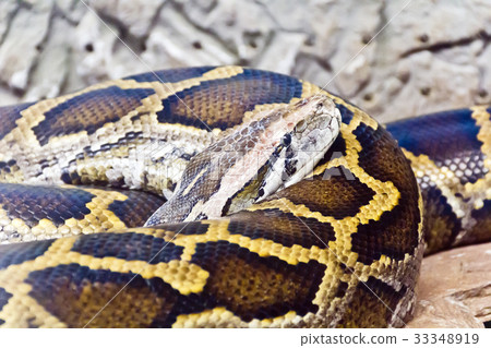 Python head in the midst of stones Python head in the midst of stones 33348919