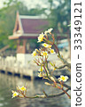 The frangipani flowers in front of Thai temple. 33349121
