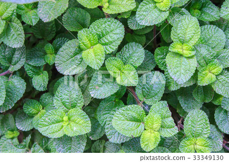 Close up mint leaves pattern texture. Close up mint leaves pattern texture. 33349130