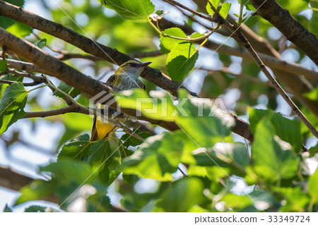 Young Eurasian Golden Oriole or Oriolus oriolus Young Eurasian Golden Oriole or Oriolus oriolus 33349724