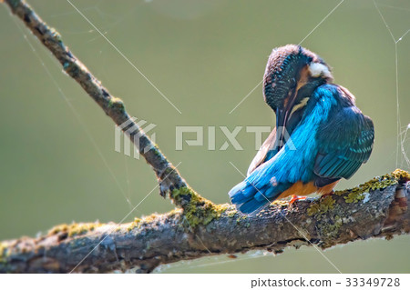 Kingfisher or Alcedo atthis perches on branch 33349728