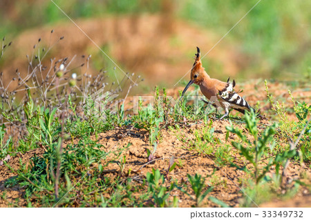 Common hoopoe or Upupa epops in steppe Common hoopoe or Upupa epops in steppe 33349732