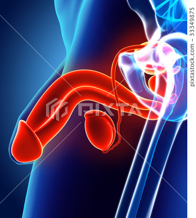Reproductive system male, medical concept. 33349875