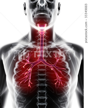 3D illustration of Larynx Trachea Bronchi.