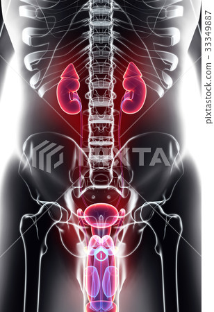 3D illustration of Urinary System, medical concept 33349887