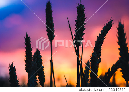 Silhouette of wheat straw at sunset back light Silhouette of wheat straw at sunset back light 33350211
