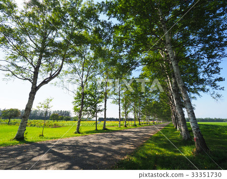 Shirakaba lined avenue 33351730