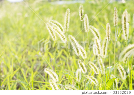 夏天enokologsa的背景材料 夏天enokologsa的背景材料 33352059