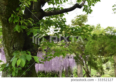 Kyoto City Museum of Art Garden (Fujitana) Kyoto City Museum of Art Garden (Fujitana) 33352127