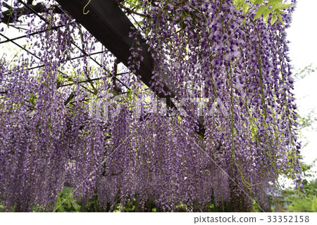 Kyoto City Museum of Art Garden (Fujitana) 33352158