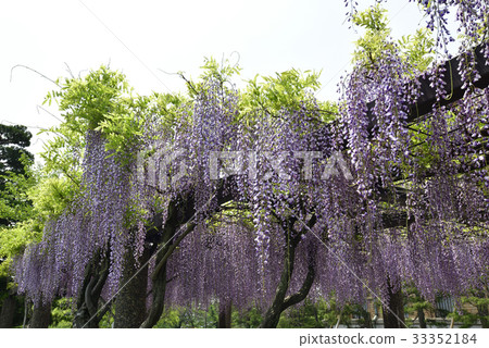 京都市立美術館（Fujitana） 33352184