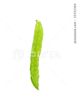 Young Winged Beans,Psophocarpus tetragonolobus 33352364