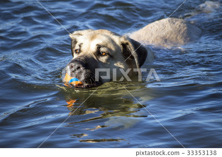 Large dog swimming in the river with a ball 33353138