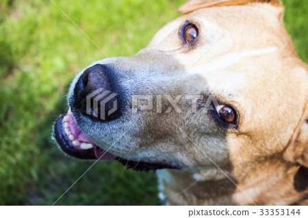 狗面孔特寫鏡頭照片 33353144