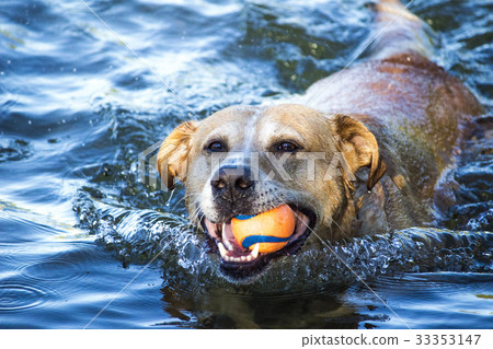 大狗游泳在有球的河 33353147