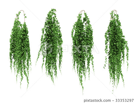 常春藤集 33353297